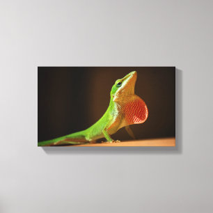 Green Anole Lizard met Red Thraot Canvas Afdruk