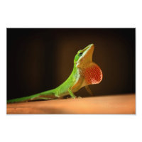 Green Anole Lizard met Red Thraot