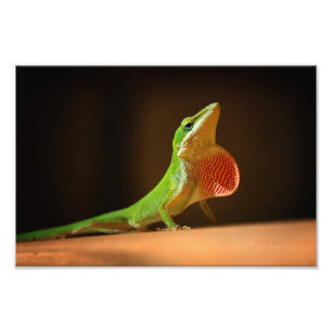 Green Anole Lizard met Red Thraot Foto Afdruk