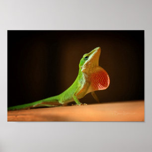 Green Anole Lizard met Red Thraot Poster
