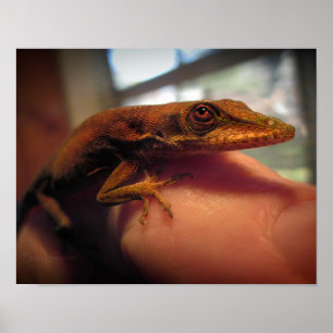Green Anole Lizard Poster
