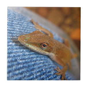 Green Anole Lizard Tegeltje