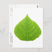 Green Aspen Leaf #11 Briefkaart (Voorkant / Achterkant)