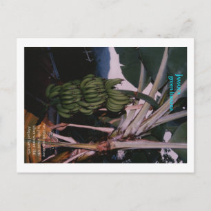 Green Banana Jamaica Briefkaart
