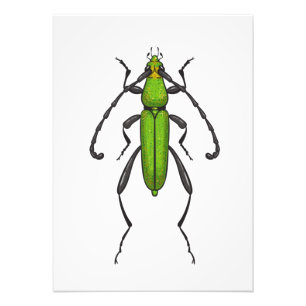 Green beetle foto afdruk