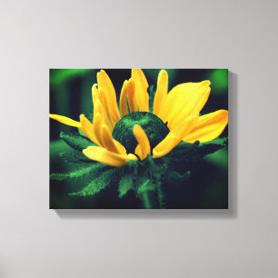 Green Black Eyed Susan Flower Canvas Afdruk