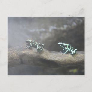 Green & Black Poison Dart Frog # 6 Briefkaart