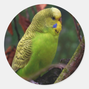 Green Budgie Ronde Sticker
