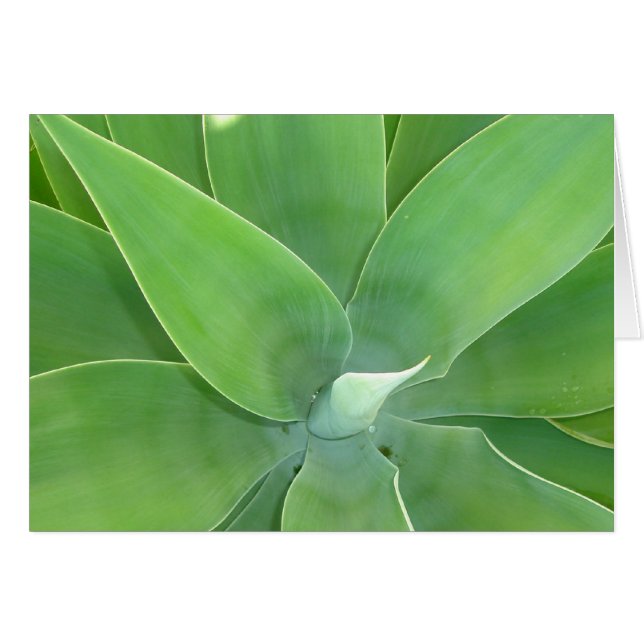 Green Burst v2 (Devant Horizontal)