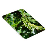 Green Coffee Berries Magnet Magneet (Rechterzijde)