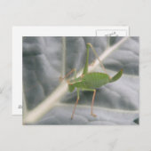 Green Cricket Macro Briefkaart (Voorkant / Achterkant)