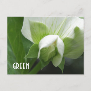 GREEN erwten Pea Blossom aangepast sjabloon briefk Briefkaart