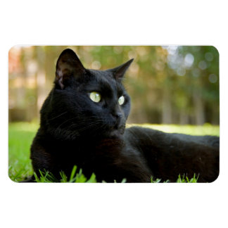 Green Eyed Black Cat Genieten van de buitenlucht Magneet