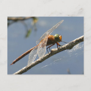 Green Eyed Hawker Dragonfly Close Up DIY Briefkaar Briefkaart