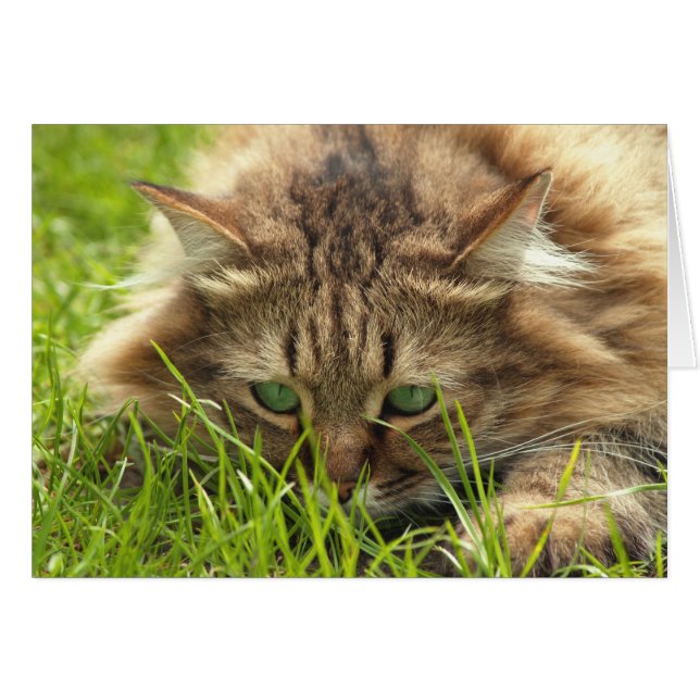 Green Eyed Hunter (Voorkant Horizontaal)