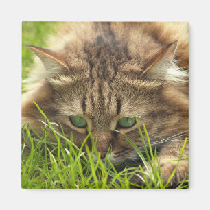 Green Eyed Hunter Magneet