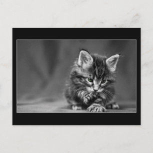Green Eyed Kitten Briefkaart