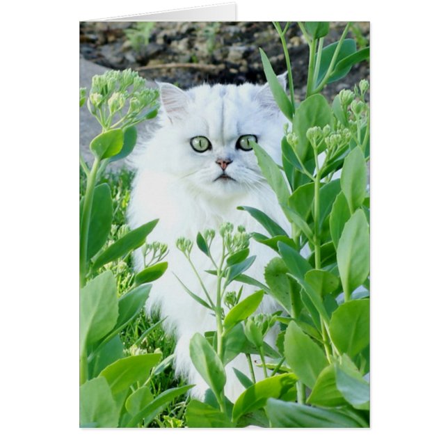 Green Eyed Monster (Voorkant)