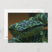 Green-Eyed Snake Briefkaart (Voorkant / Achterkant)