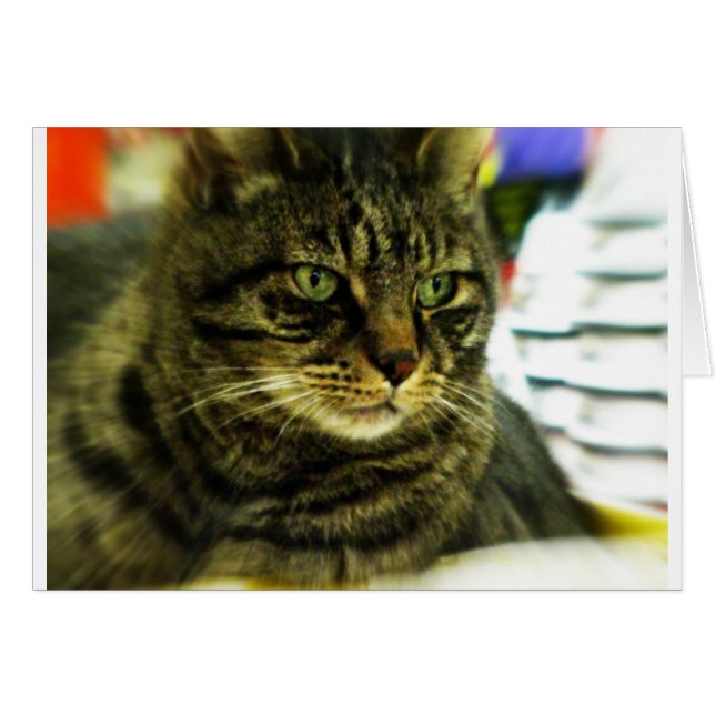 Green Eyed Tabby Face (Voorkant Horizontaal)