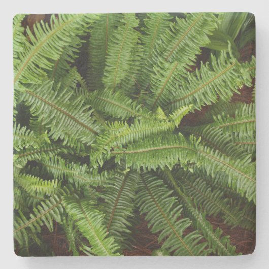Green Fern Texture, Stone Onderzetter (Voorkant)