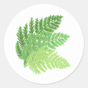 Green Fern Trio Ronde Sticker