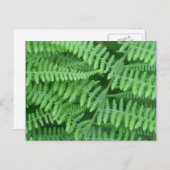 Green Ferns-Natuur Briefkaart (Voorkant / Achterkant)