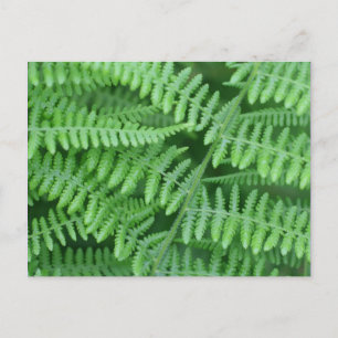 Green Ferns-Natuur Briefkaart