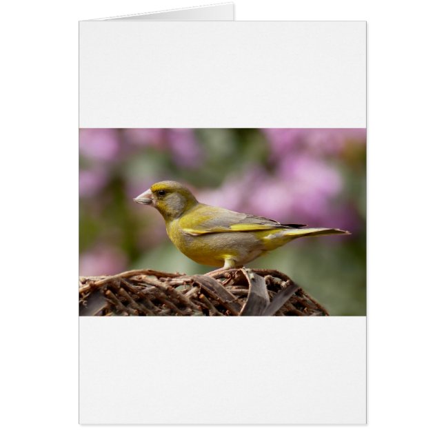 Green Finch (Voorkant)