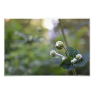 Green Flower Bud Jardin Nature Photographie Floral