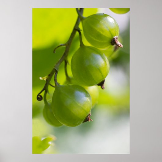 Green Gooseberries CC0208 Wake Up Poster (Devant)