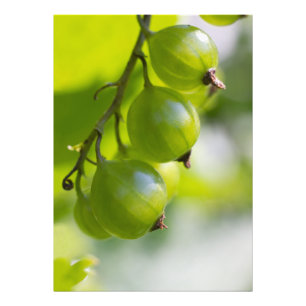 Green Gooseberries Wake Up CC0306 Photo Print Foto Afdruk