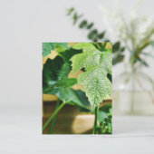 Green Grape Leaf Briefkaart (Staand voorkant)