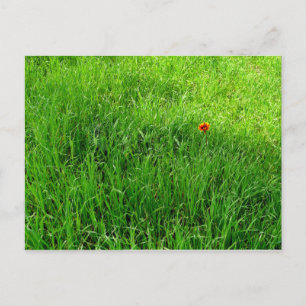 Green Grass Briefkaart