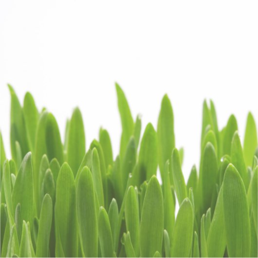 Green Grass Sticker (Voorkant)