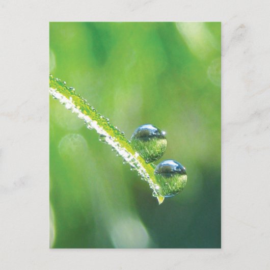 Green Grass With Dew Drops Reflecting Earth Briefkaart (Voorkant)