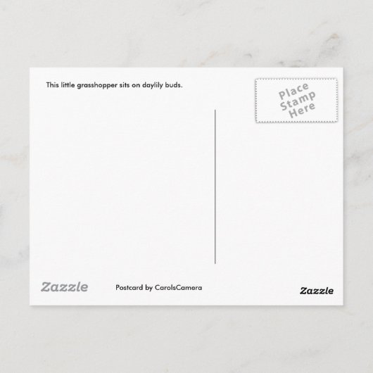 Green Grasshopper sur Daylily Buds Carte Postale (Dos)