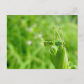 Green Grasshopper sur Daylily Buds Carte Postale (Devant)