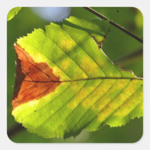 Green Herfst Leaf Vierkante Sticker