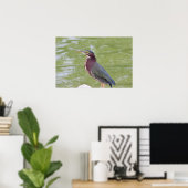 Green Heron Bird Photo Poster (Thuiskantoor)