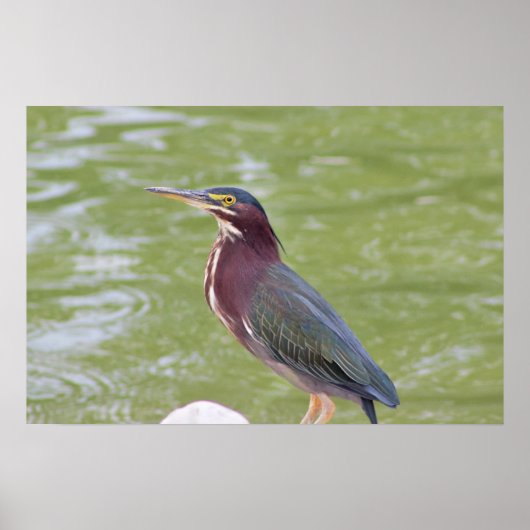 Green Heron Bird Photo Poster (Voorkant)
