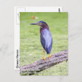 Green Heron Briefkaart (Voorkant / Achterkant)
