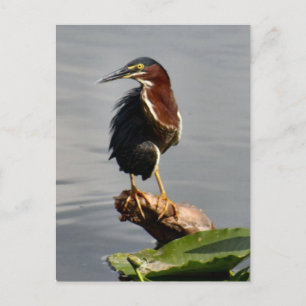 Green Heron Briefkaart