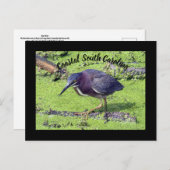 Green Heron Briefkaart (Voorkant / Achterkant)