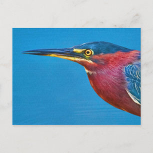 Green Heron Briefkaart