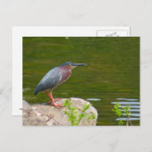 Green Heron Briefkaart (Voorkant / Achterkant)