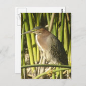 Green Heron Briefkaart (Voorkant / Achterkant)