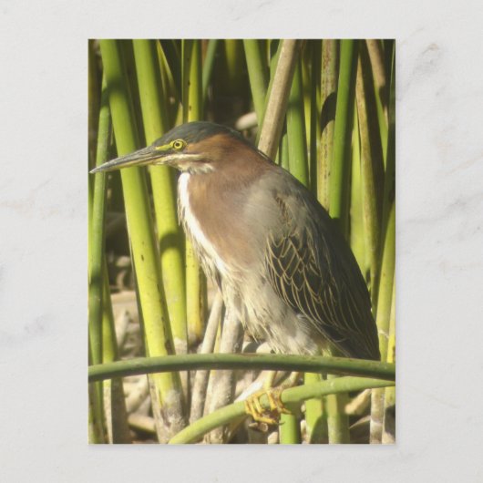 Green Heron Briefkaart (Voorkant)