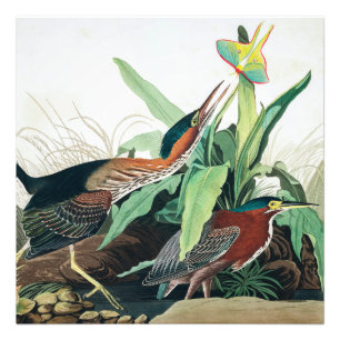 Green Heron door John James Audubon Foto Afdruk