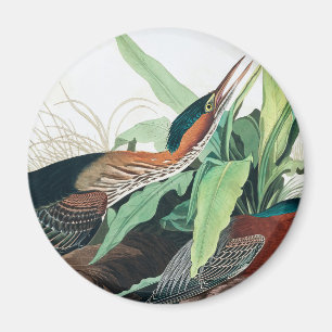 Green Heron door John James Audubon Magneet